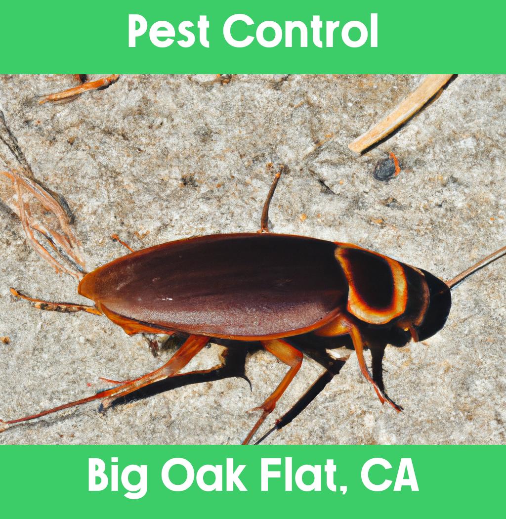 pest control in Big Oak Flat California