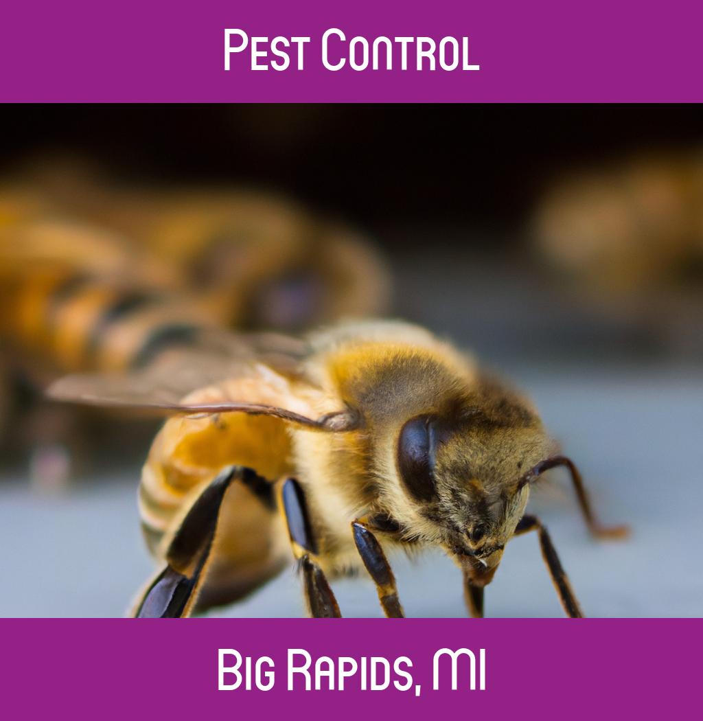 pest control in Big Rapids Michigan