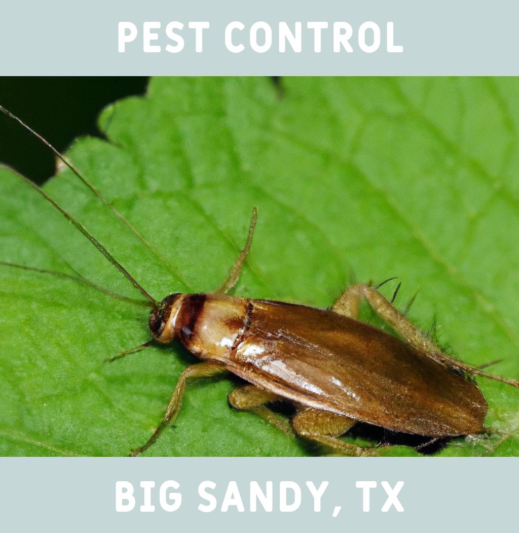 pest control in Big Sandy Texas