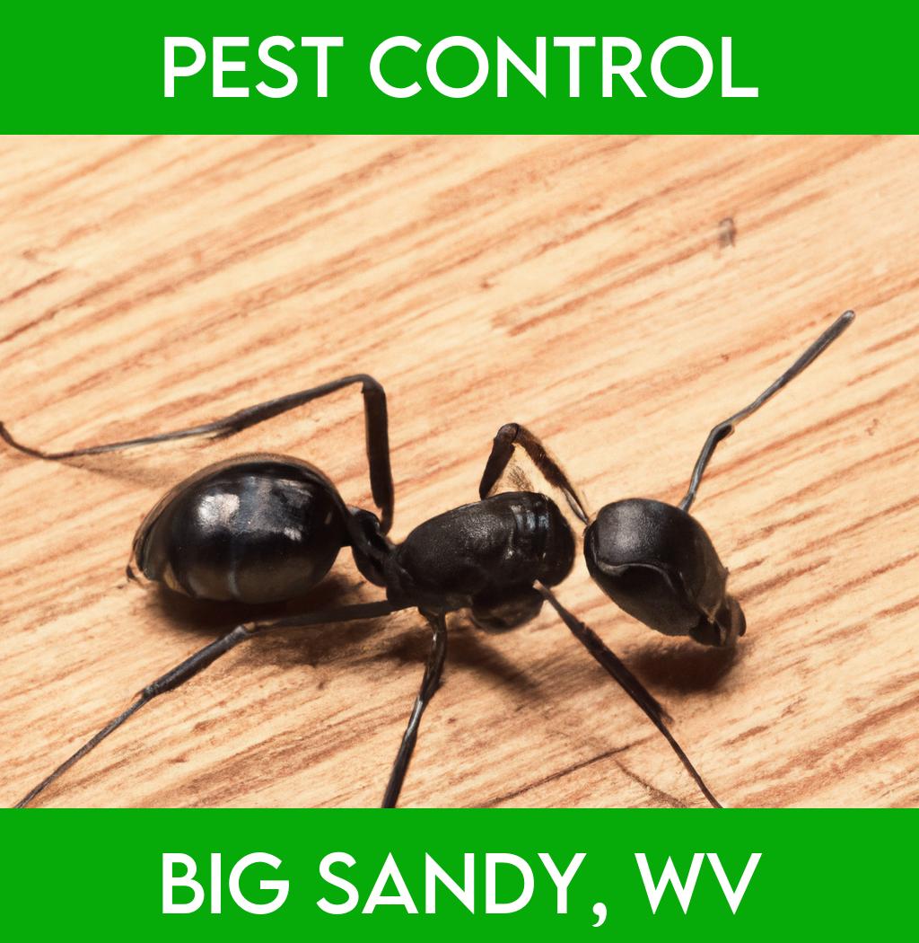 pest control in Big Sandy West Virginia