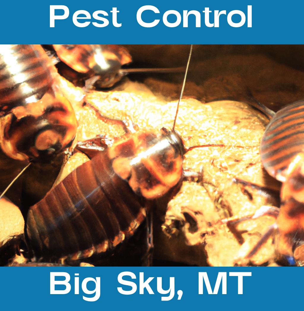 pest control in Big Sky Montana
