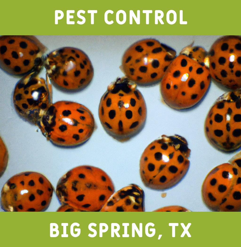 pest control in Big Spring Texas