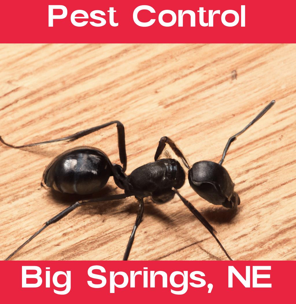 pest control in Big Springs Nebraska