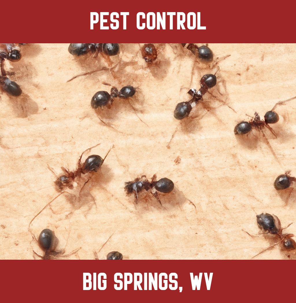 pest control in Big Springs West Virginia