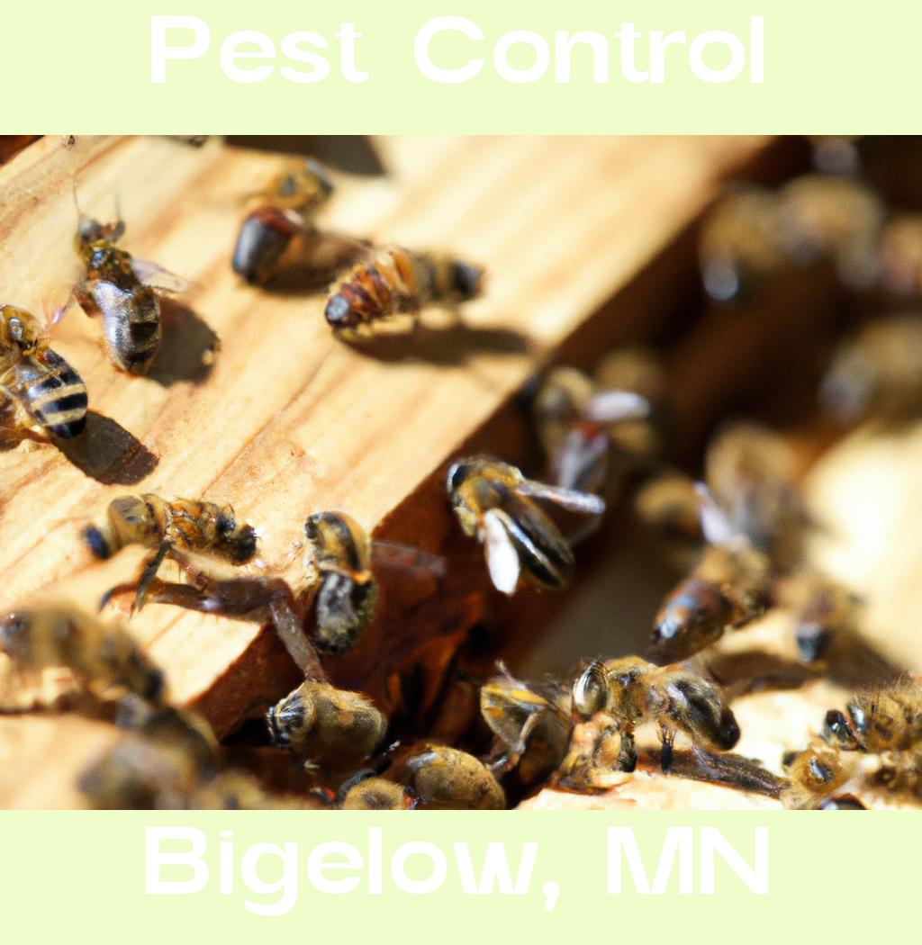 pest control in Bigelow Minnesota