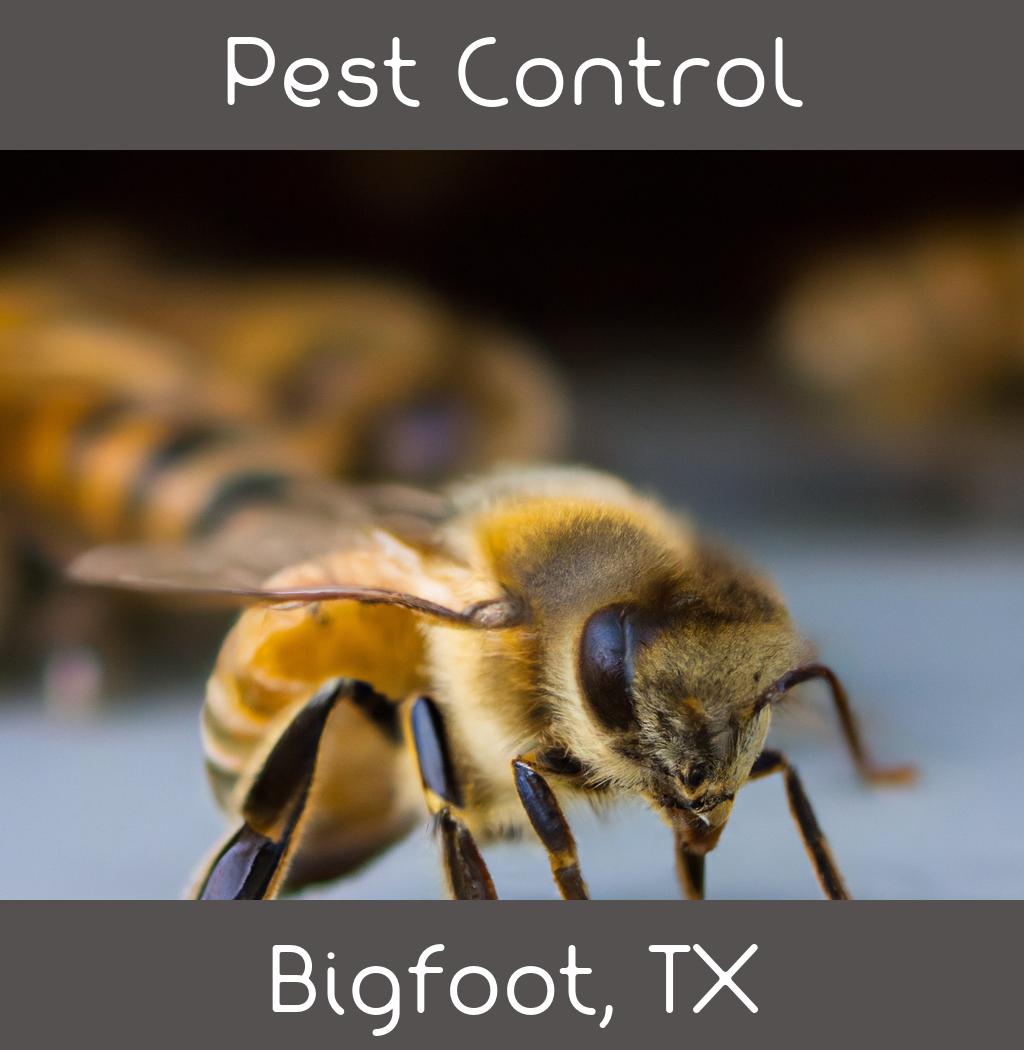pest control in Bigfoot Texas