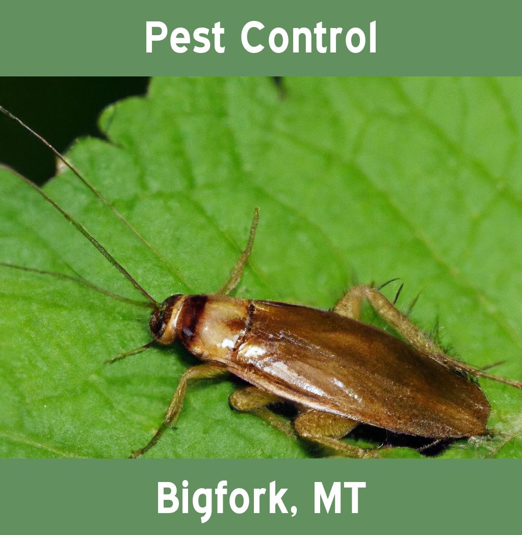 pest control in Bigfork Montana