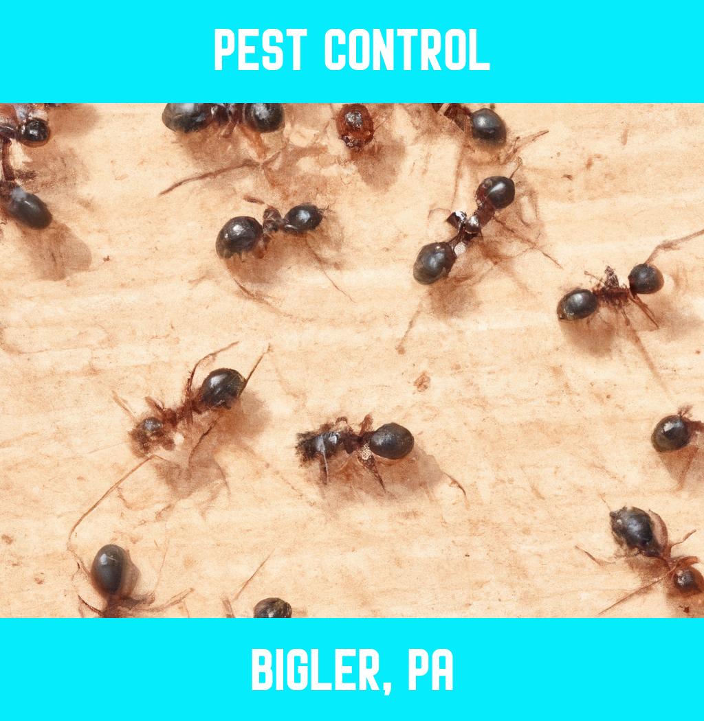 pest control in Bigler Pennsylvania