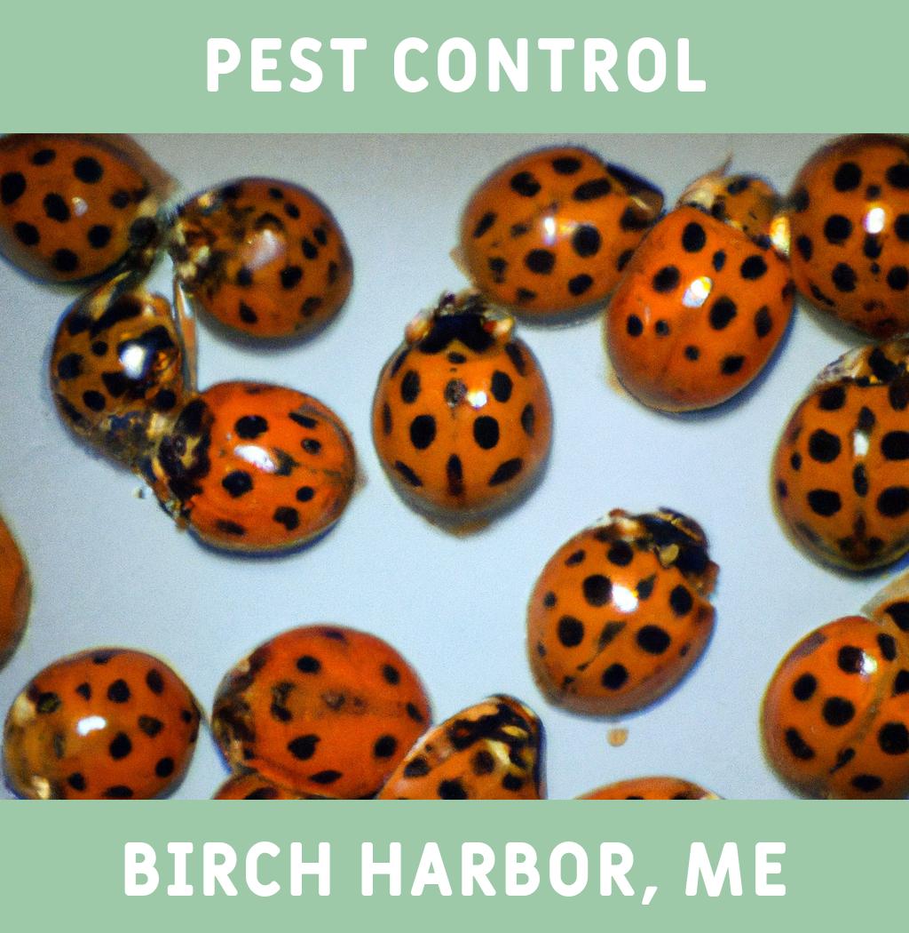 pest control in Birch Harbor Maine