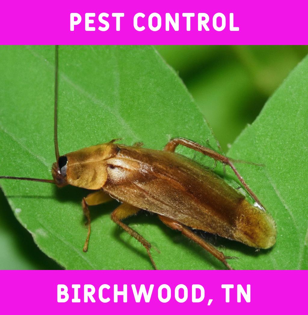 pest control in Birchwood Tennessee
