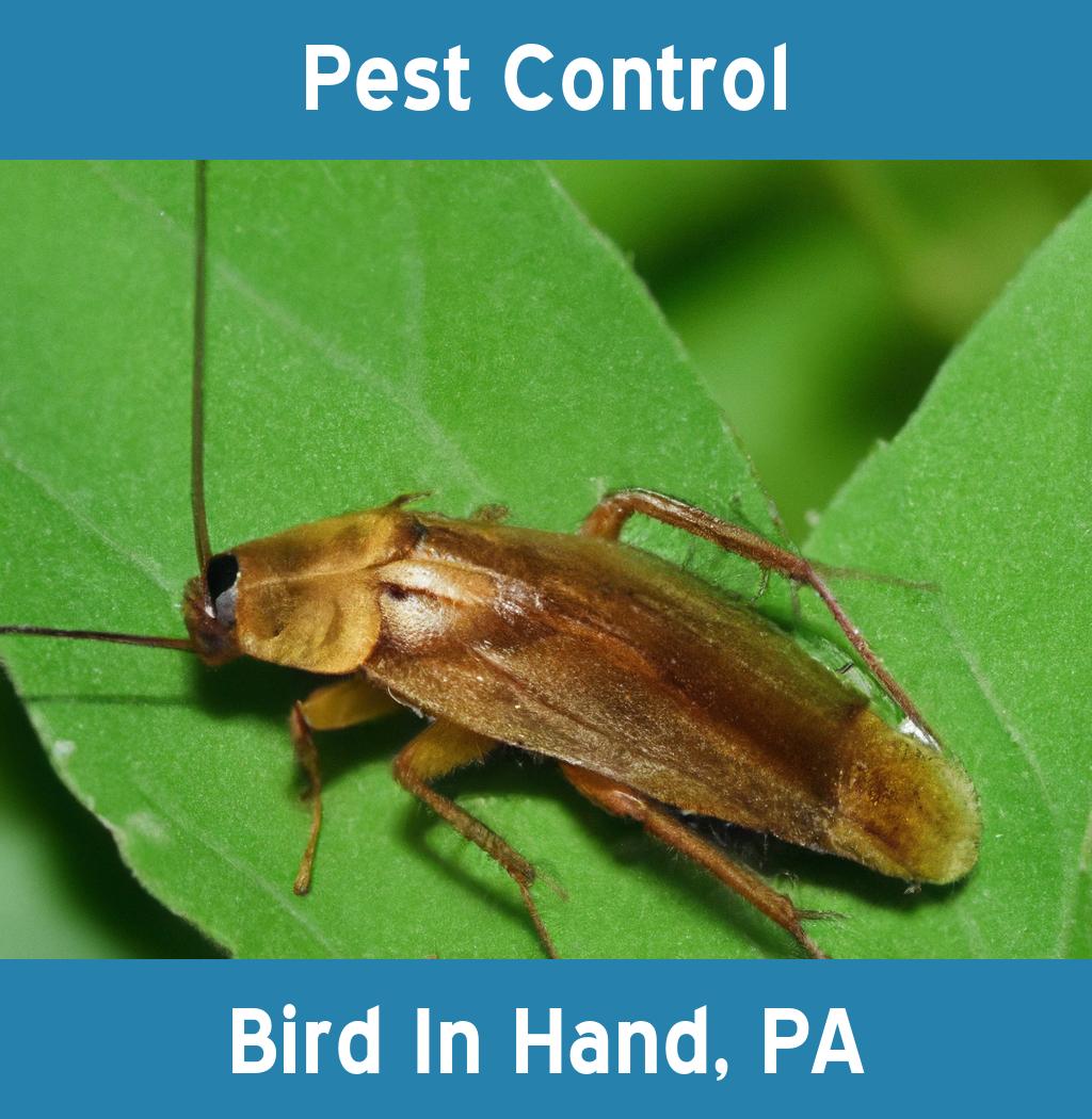 pest control in Bird In Hand Pennsylvania