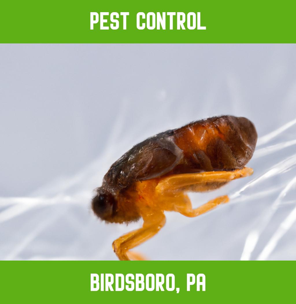 pest control in Birdsboro Pennsylvania