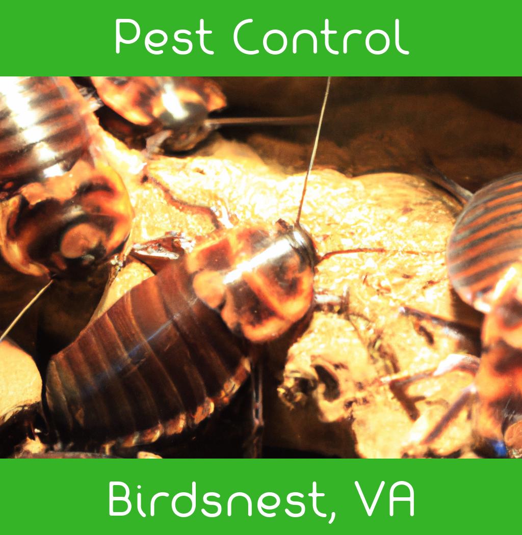 pest control in Birdsnest Virginia