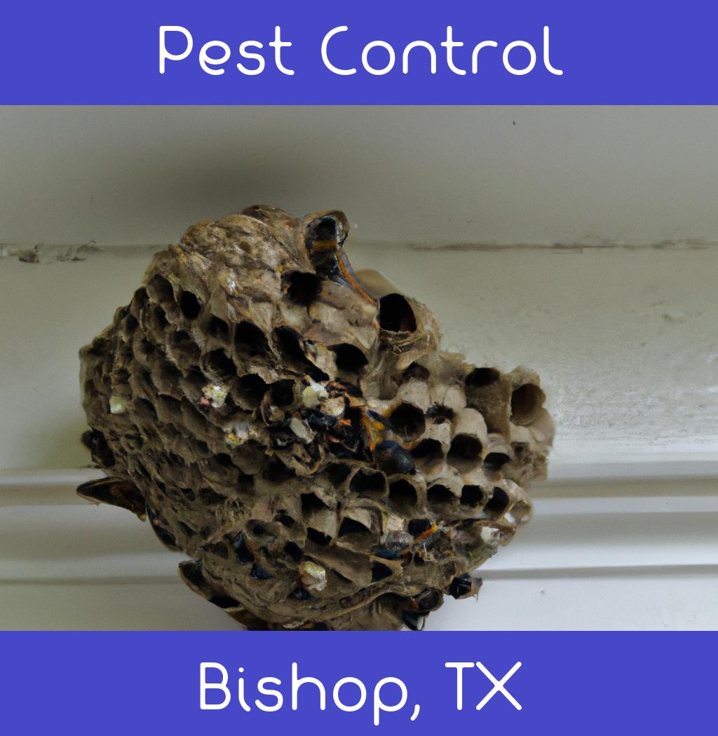 pest control in Bishop Texas