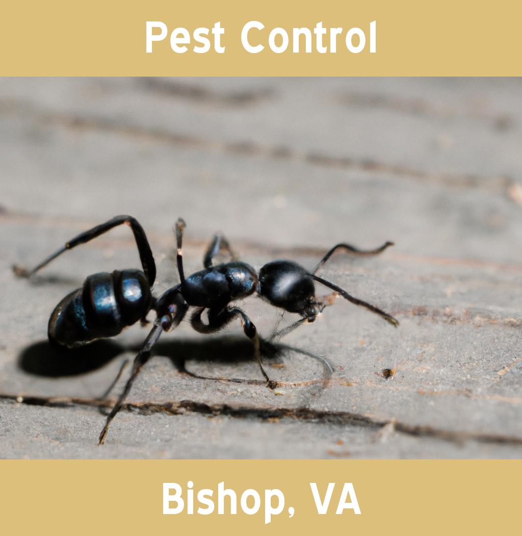pest control in Bishop Virginia