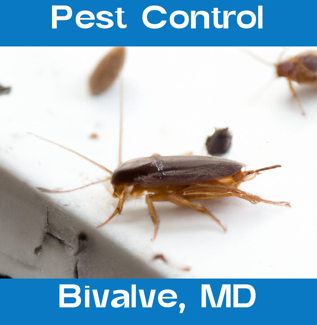 pest control in Bivalve Maryland