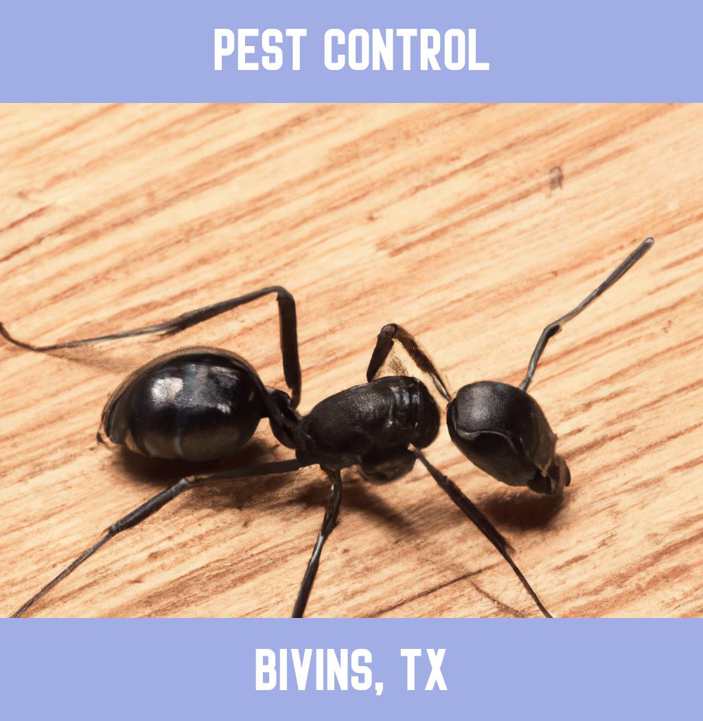 pest control in Bivins Texas