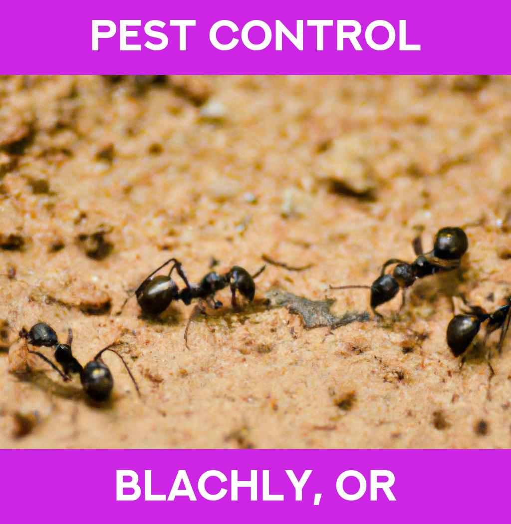 pest control in Blachly Oregon