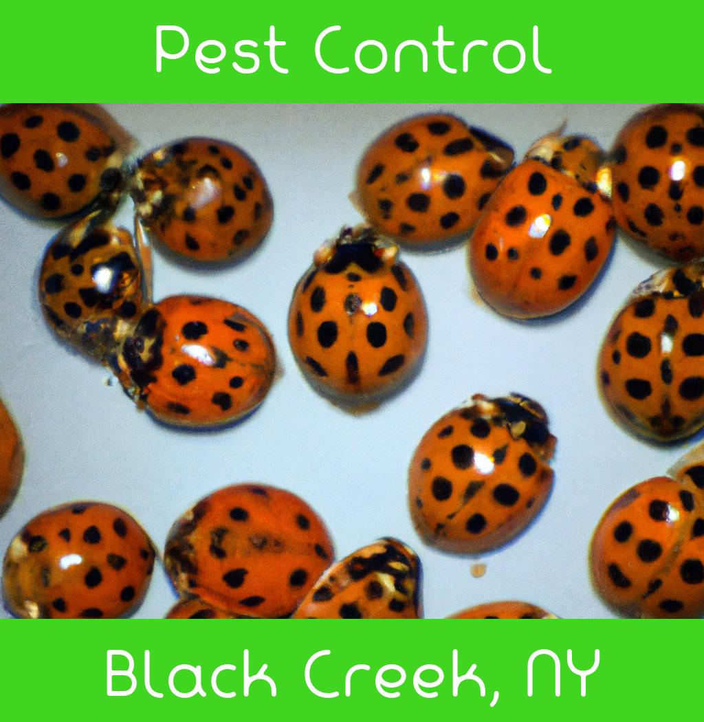 pest control in Black Creek New York