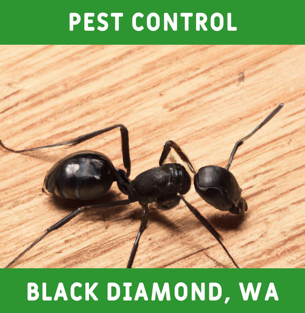 pest control in Black Diamond Washington