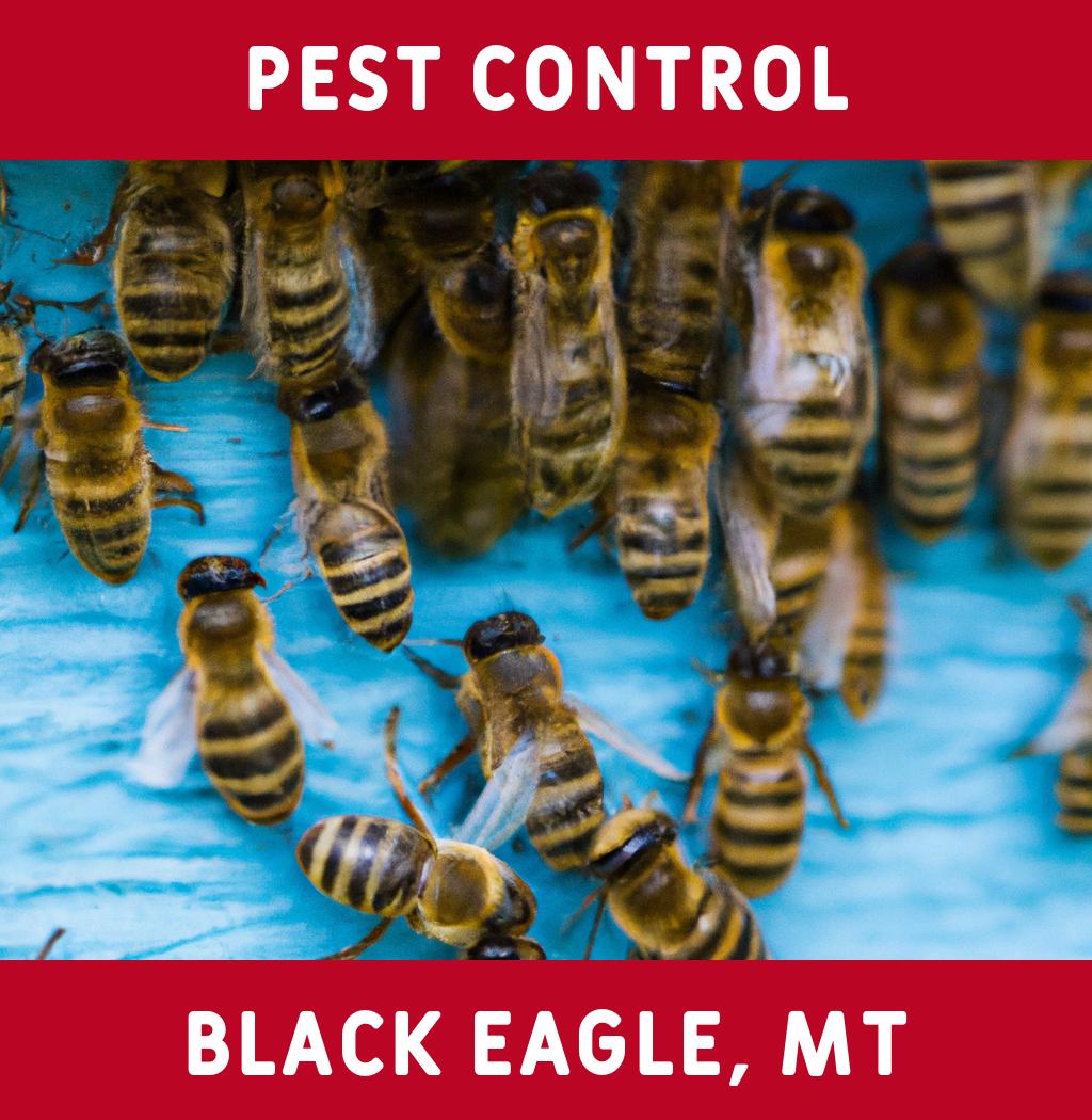 pest control in Black Eagle Montana
