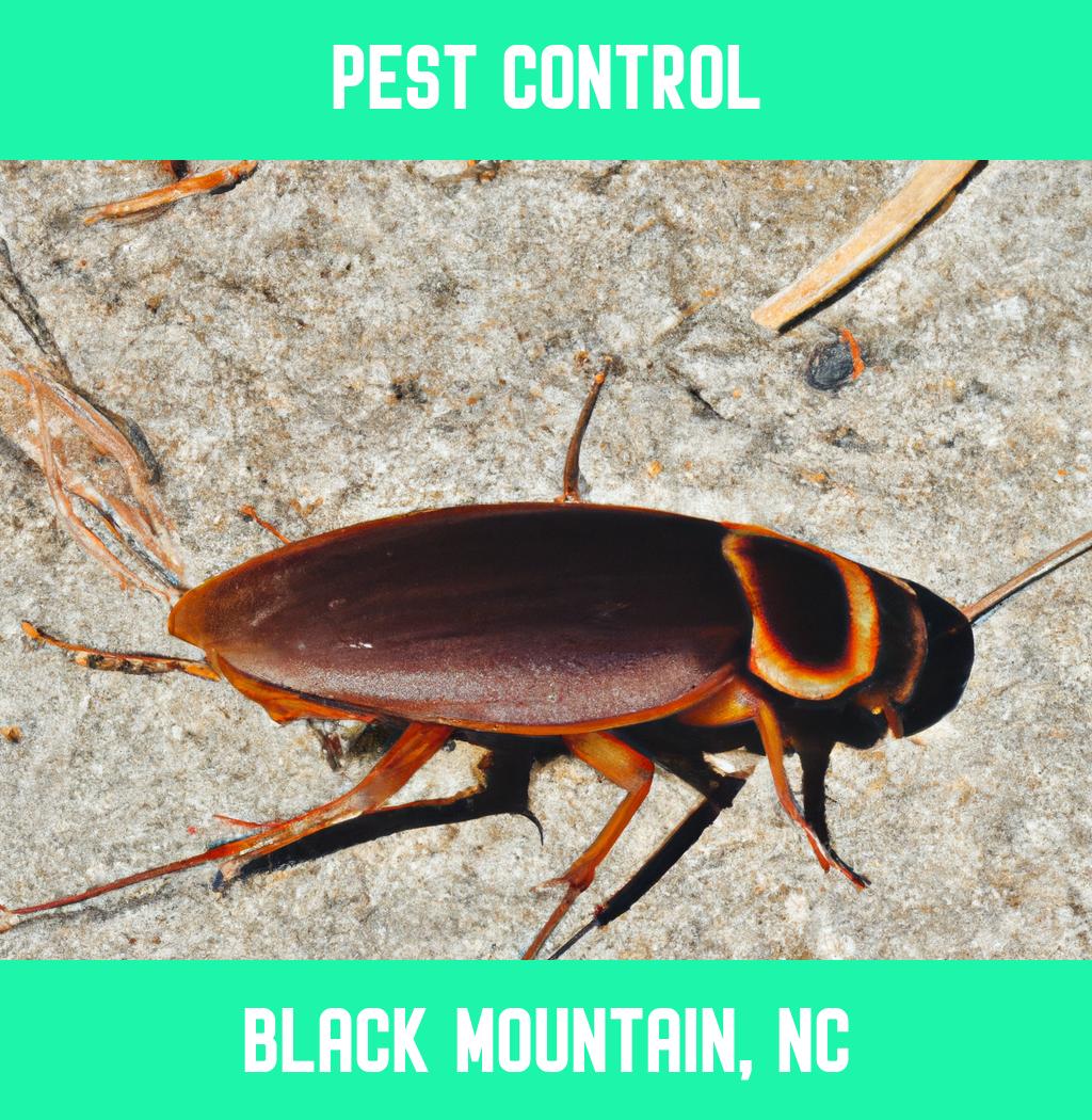 pest control in Black Mountain North Carolina