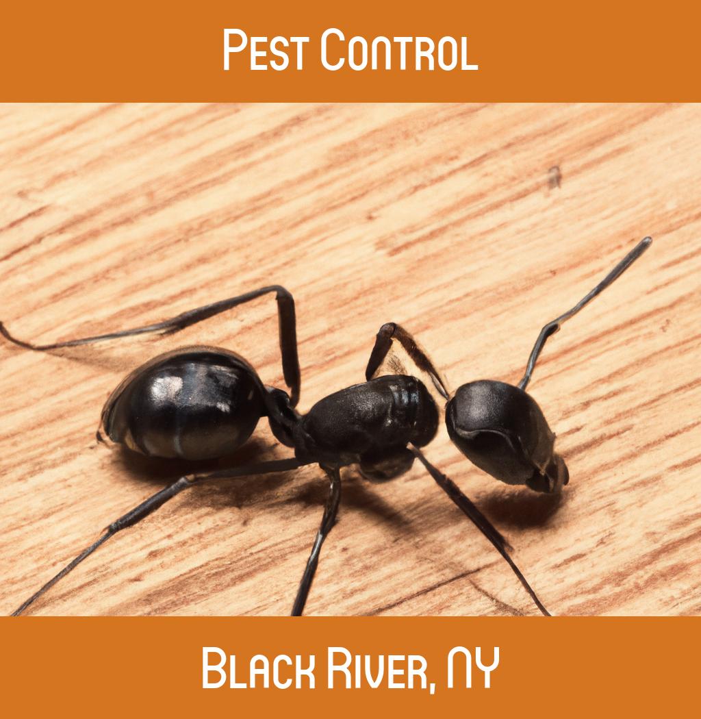pest control in Black River New York