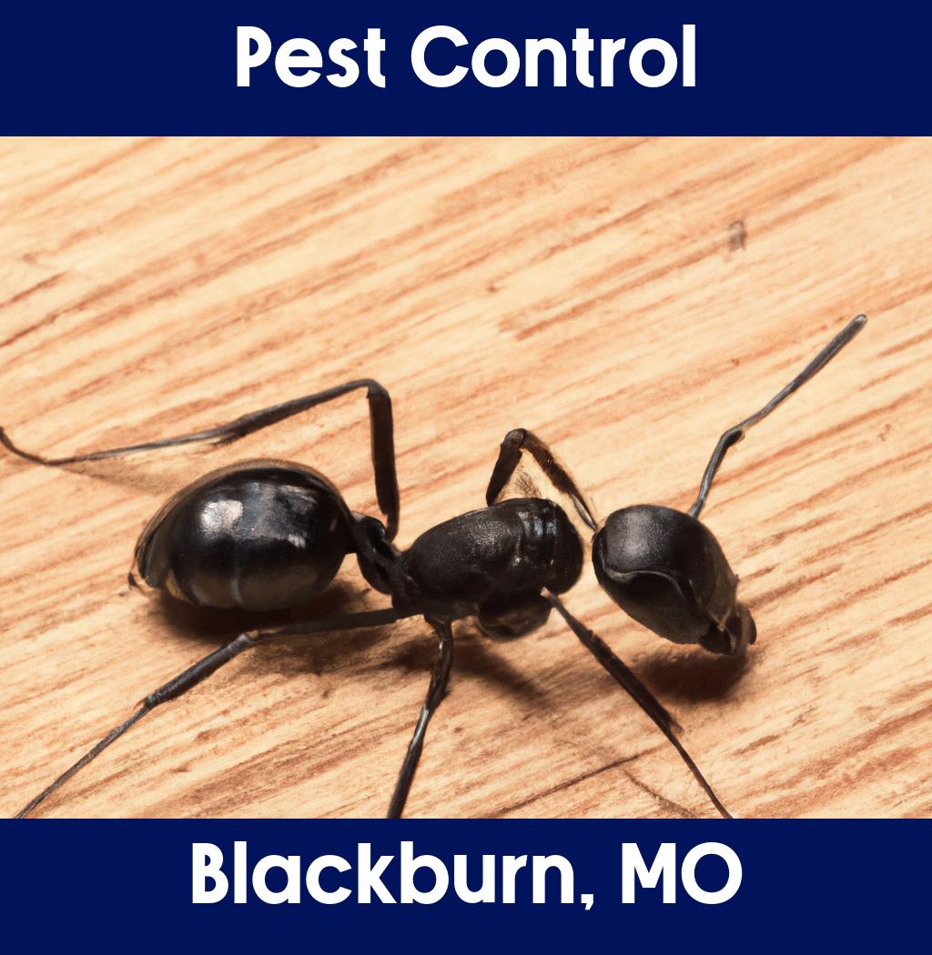 pest control in Blackburn Missouri