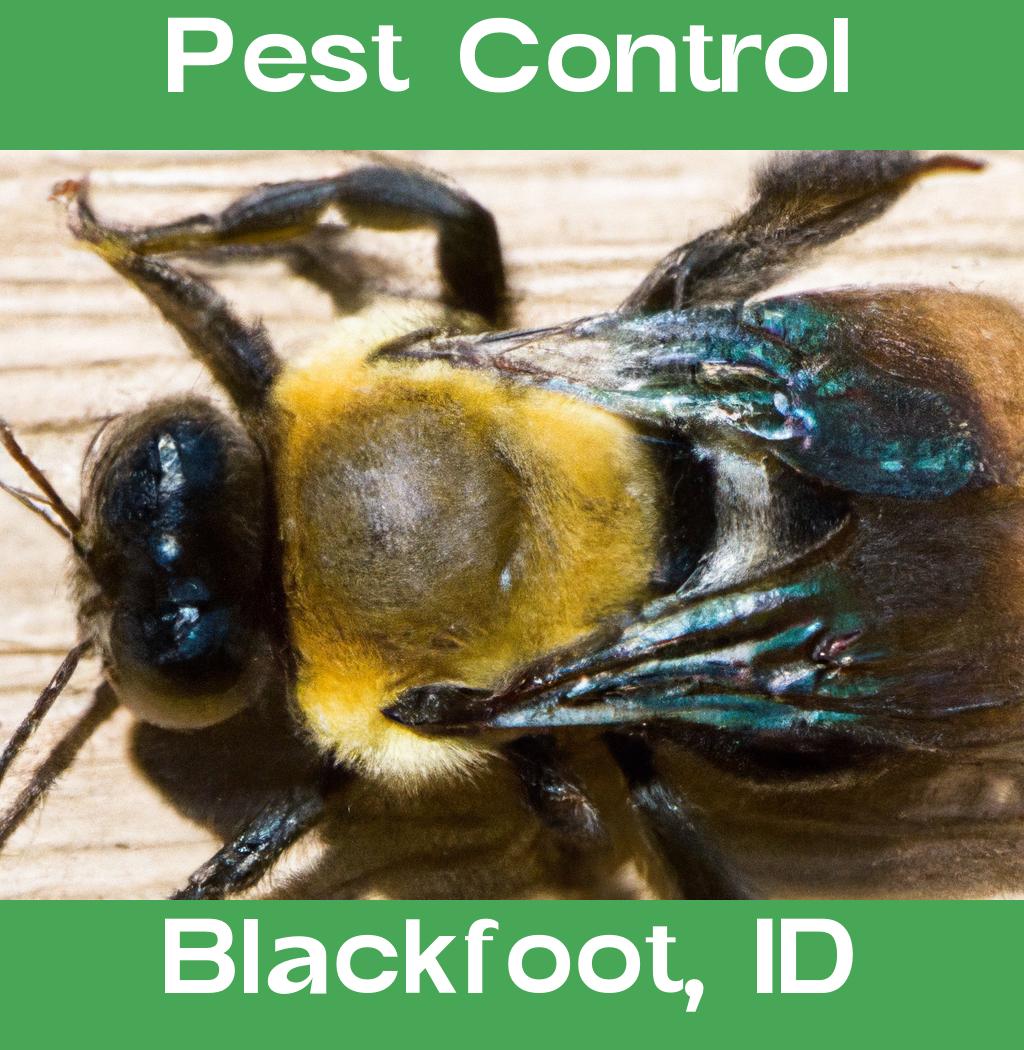 pest control in Blackfoot Idaho