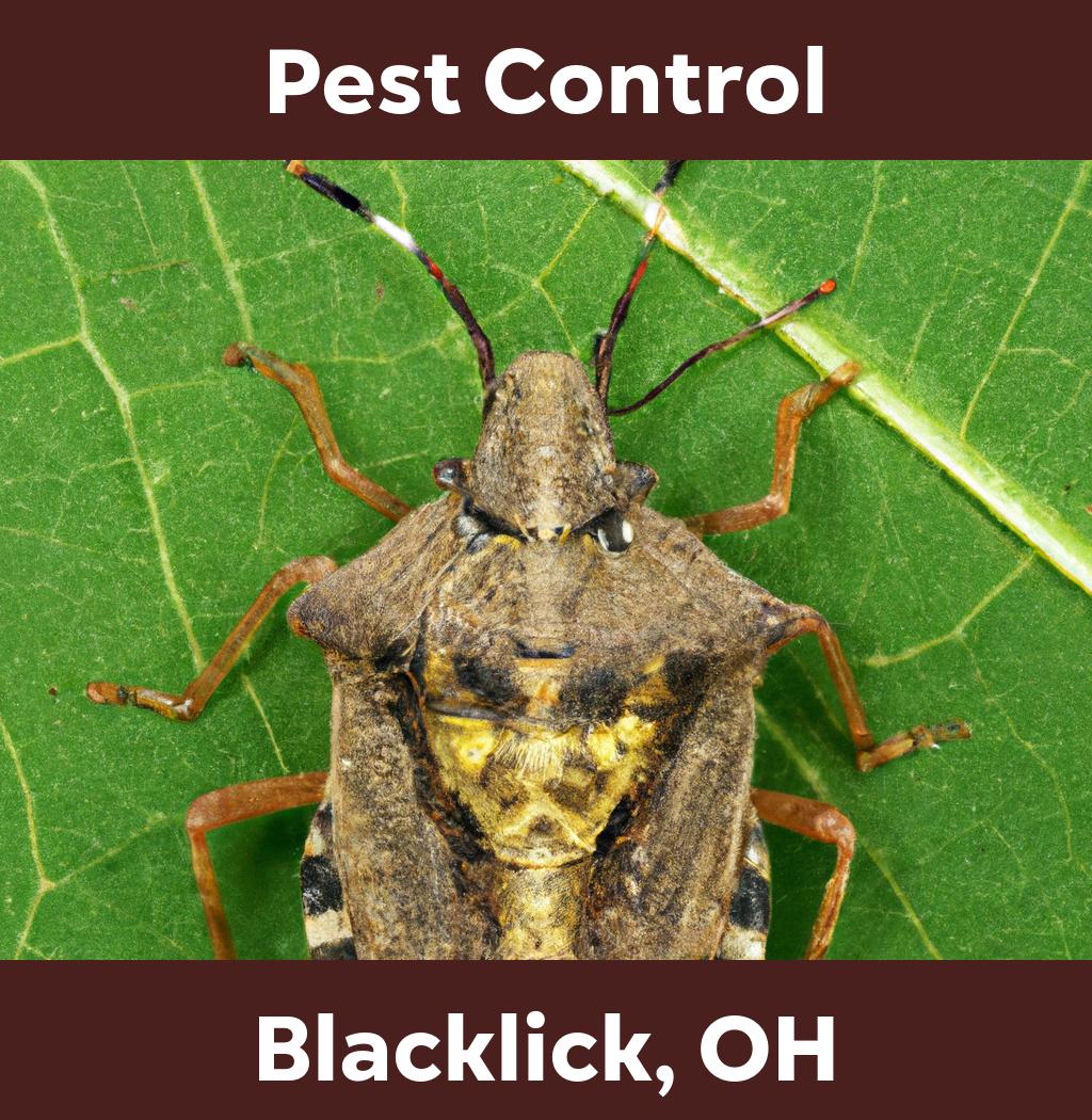 pest control in Blacklick Ohio