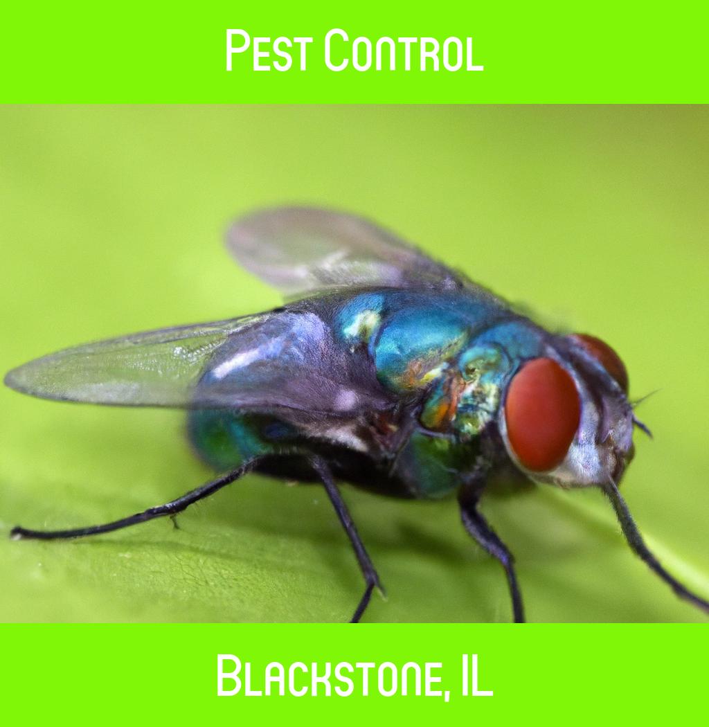 pest control in Blackstone Illinois
