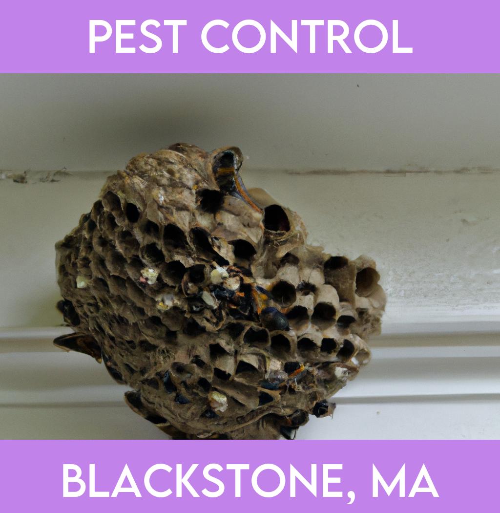 pest control in Blackstone Massachusetts