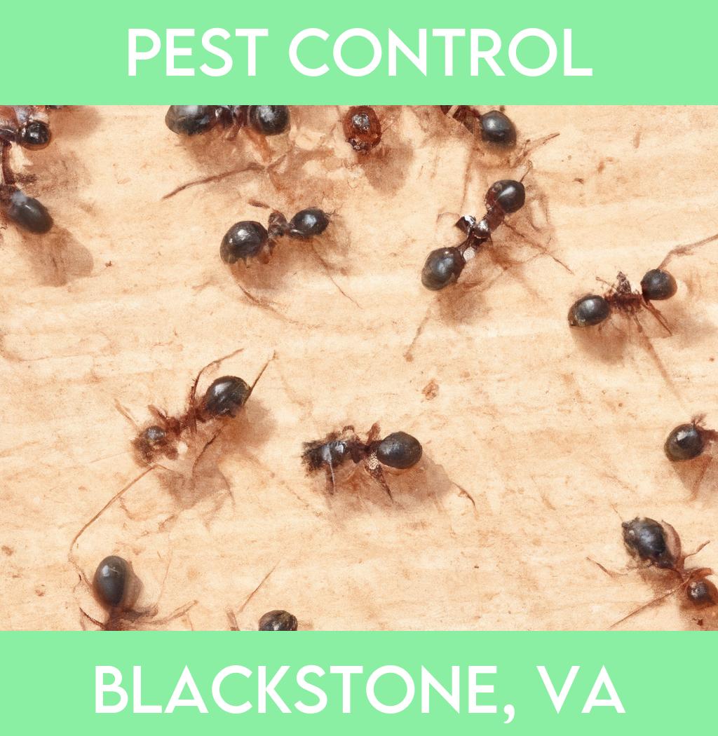 pest control in Blackstone Virginia