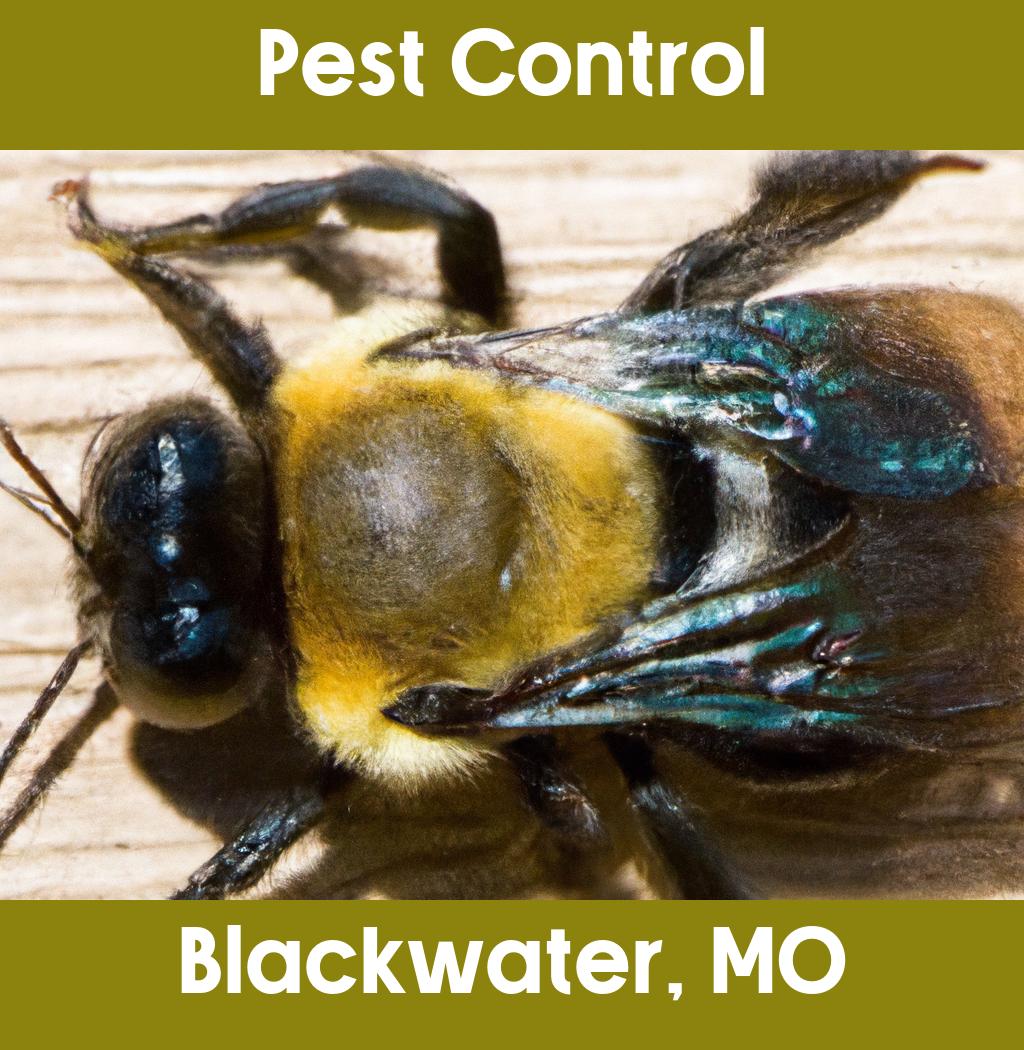pest control in Blackwater Missouri