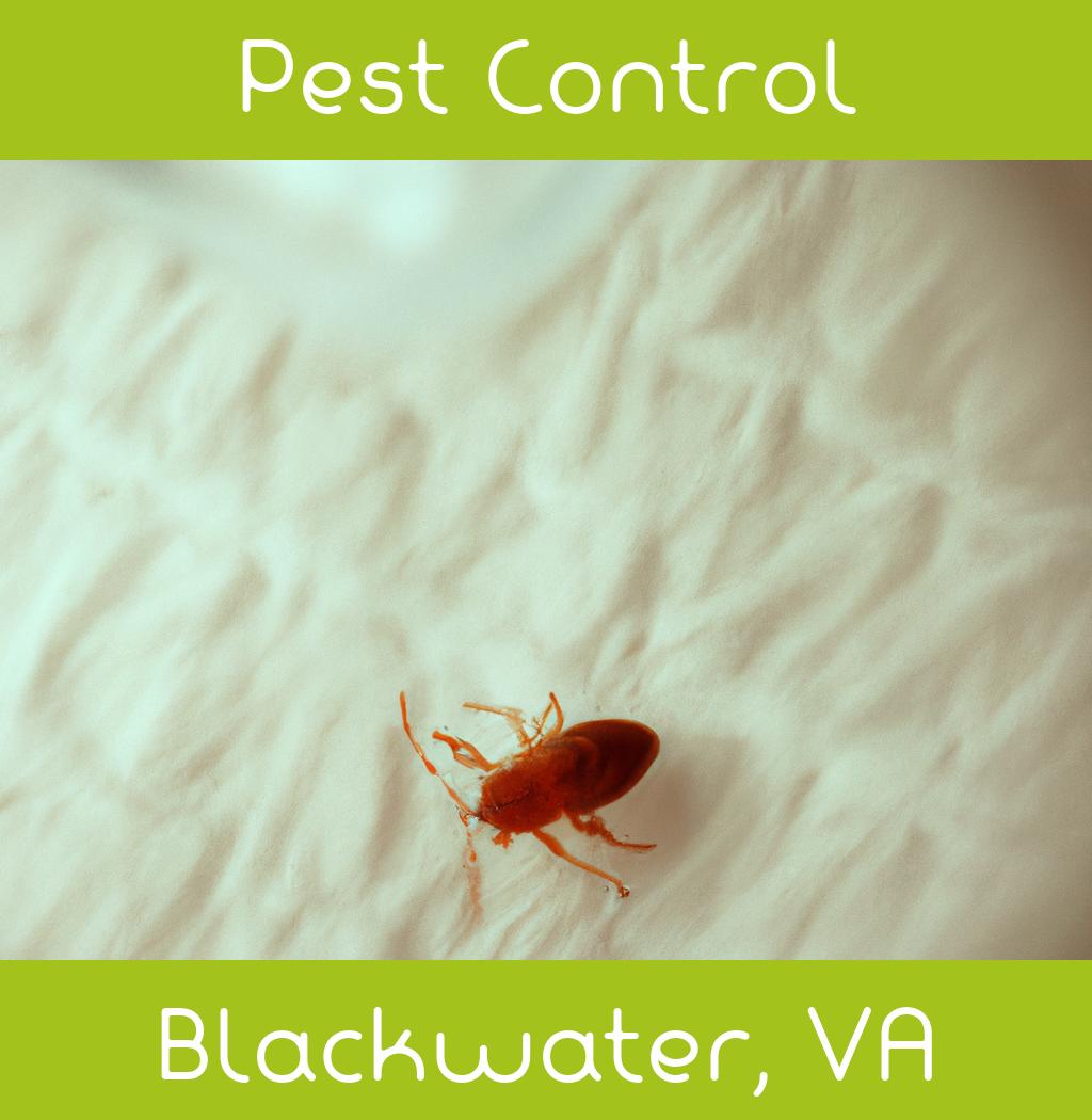 pest control in Blackwater Virginia