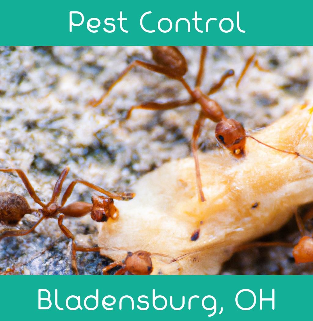 pest control in Bladensburg Ohio