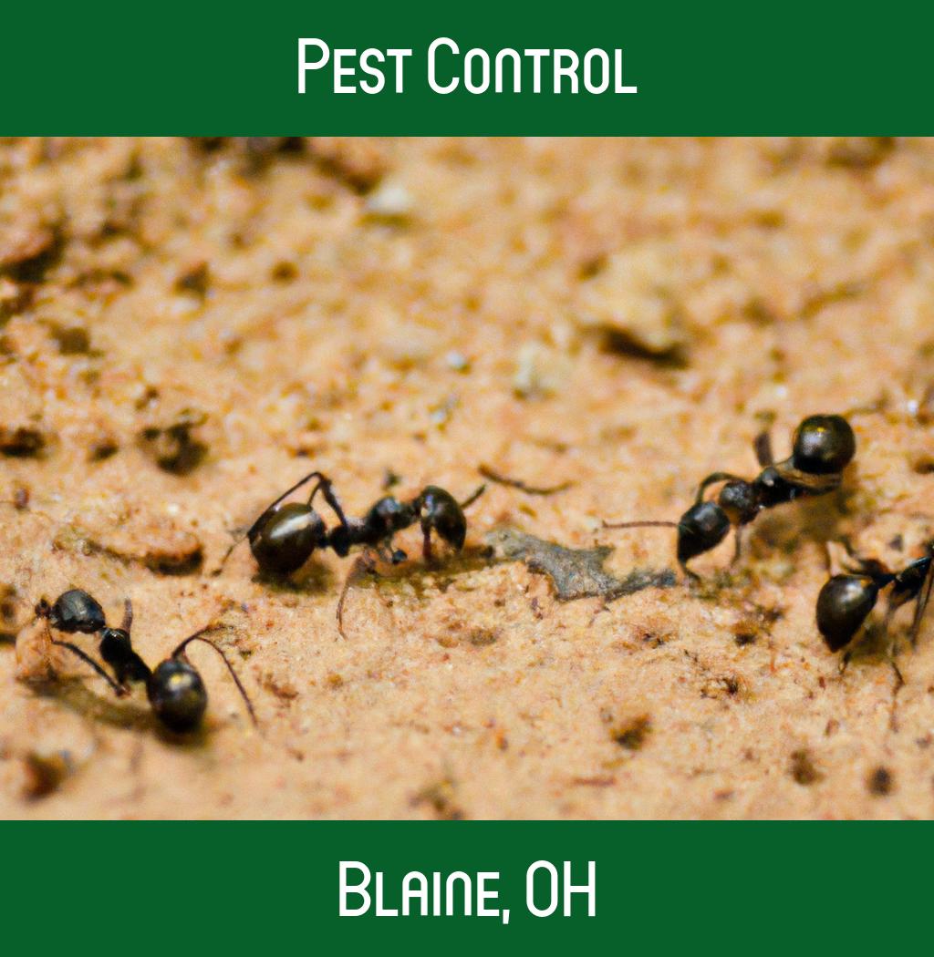 pest control in Blaine Ohio
