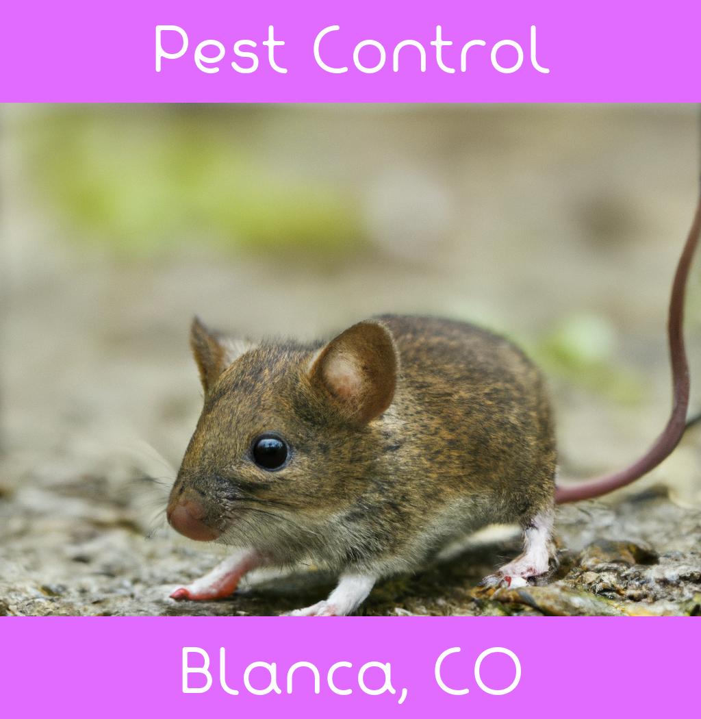pest control in Blanca Colorado