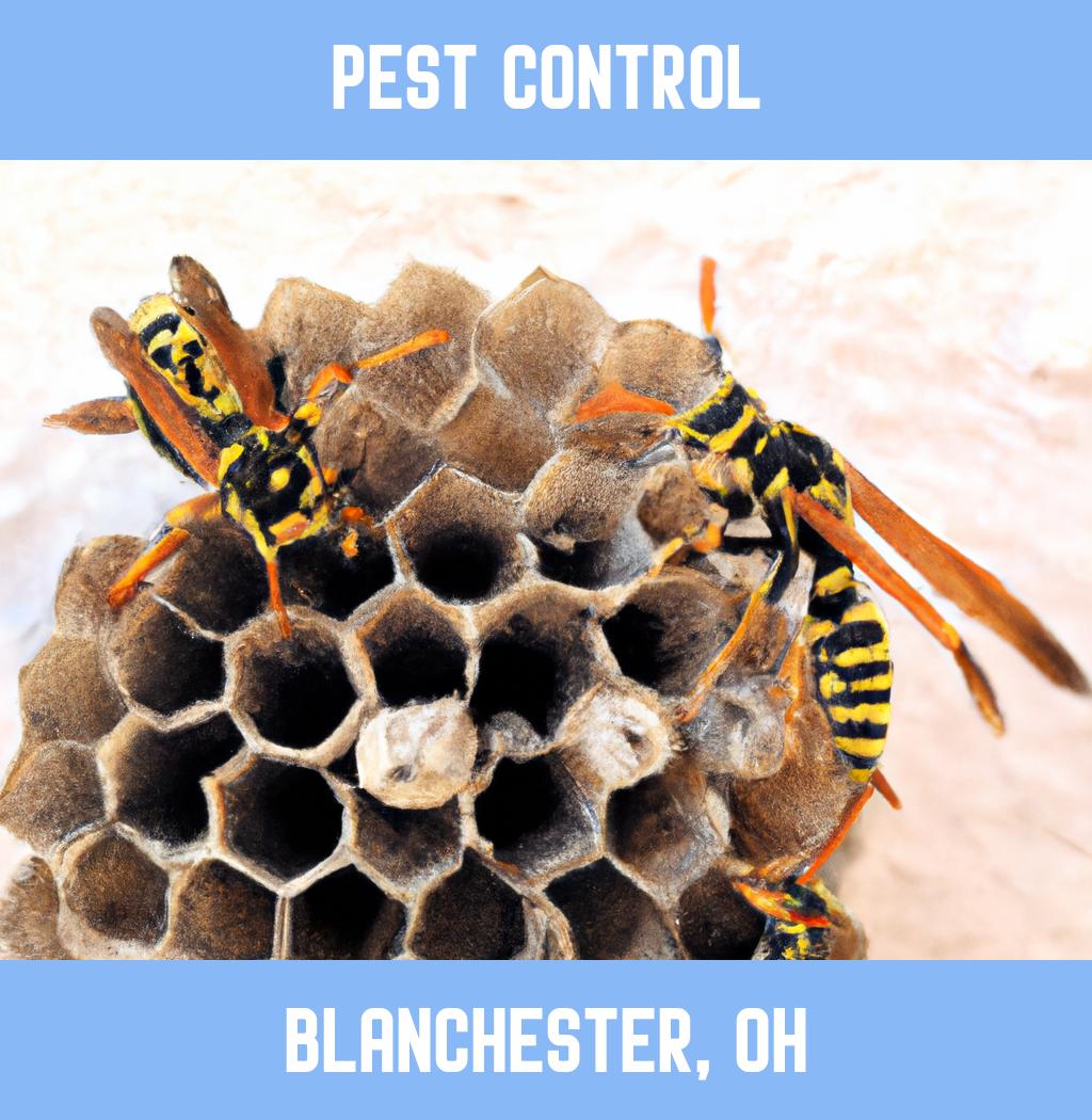 pest control in Blanchester Ohio