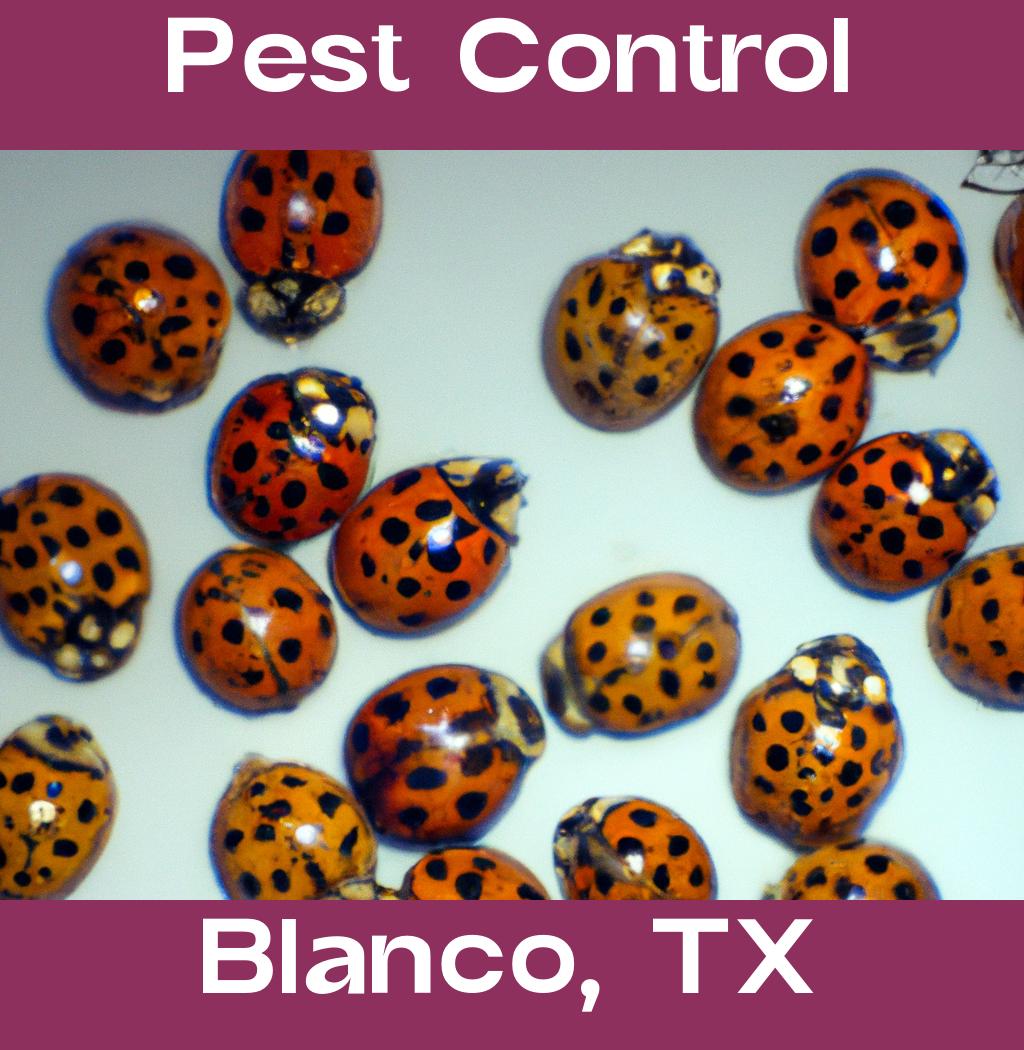 pest control in Blanco Texas