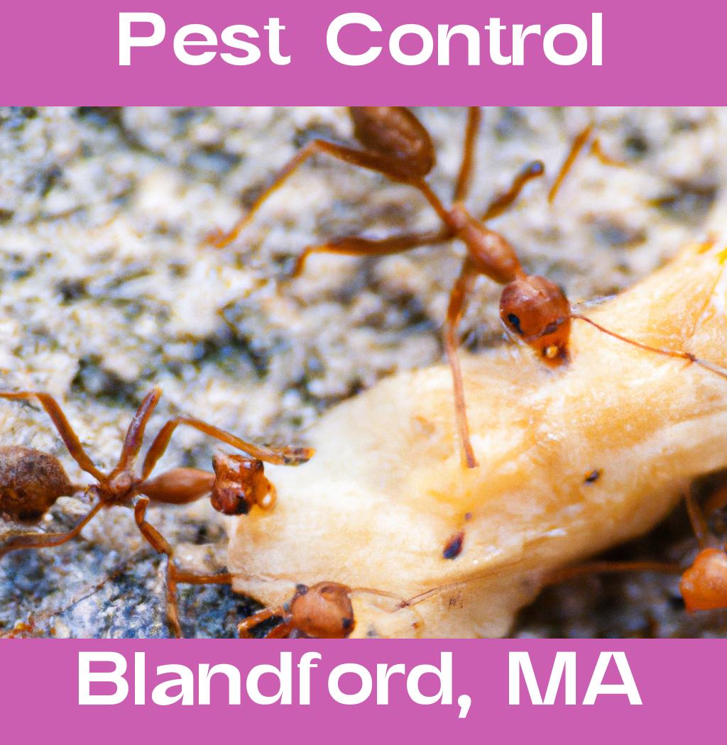 pest control in Blandford Massachusetts