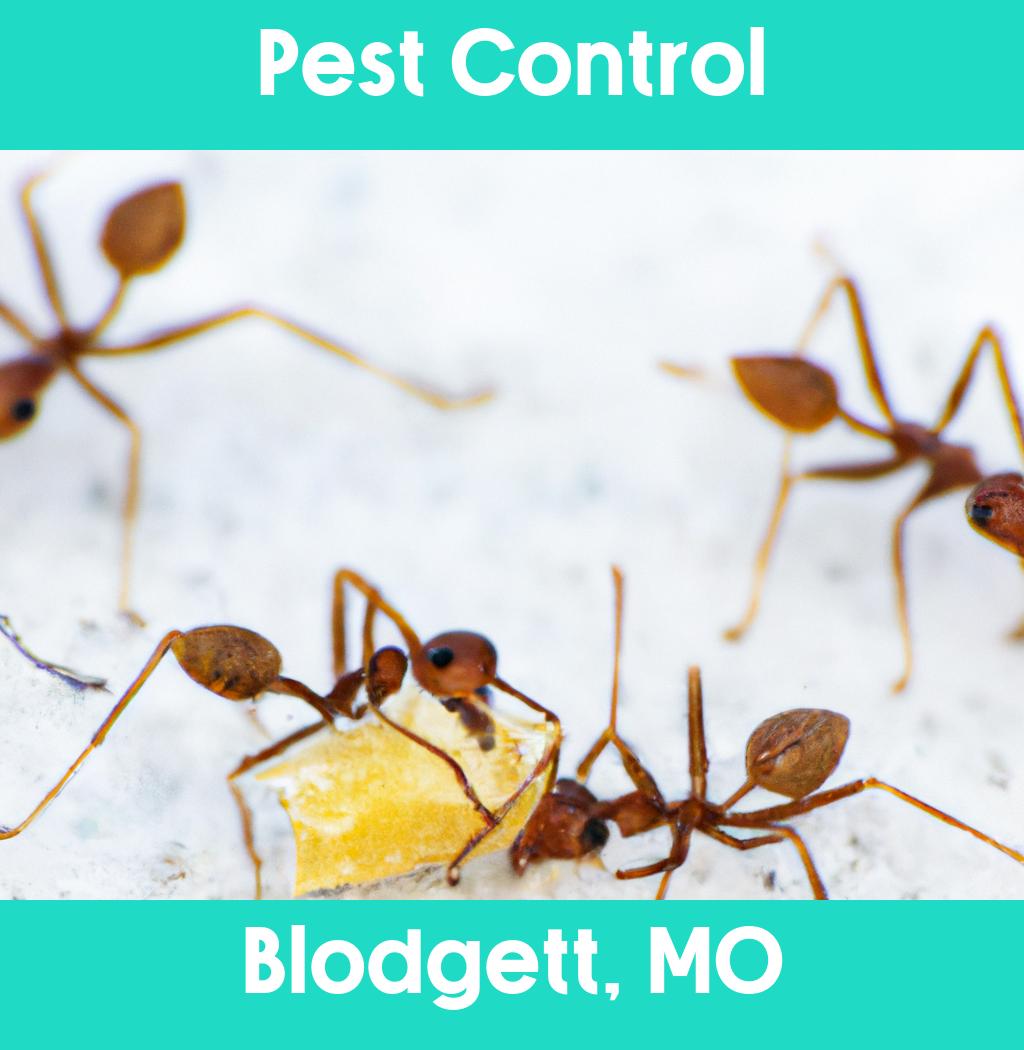 pest control in Blodgett Missouri