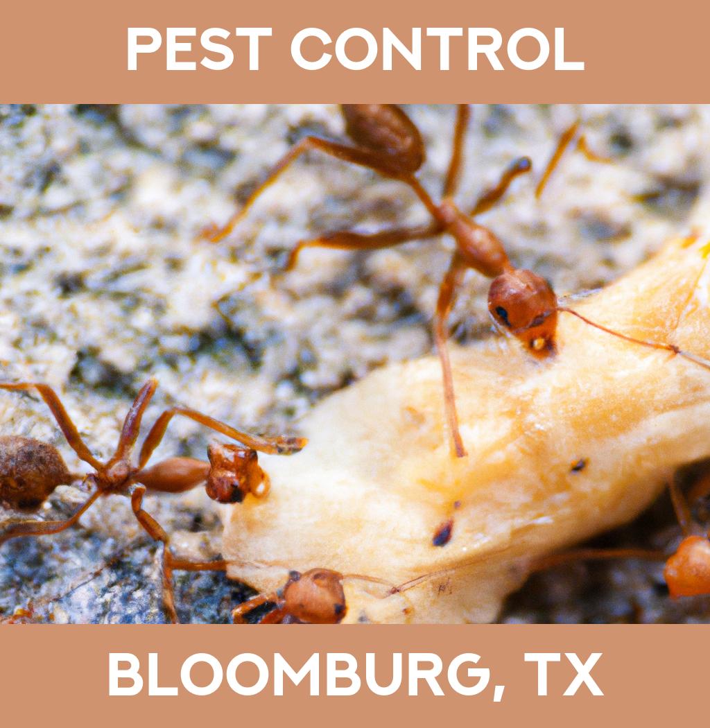 pest control in Bloomburg Texas