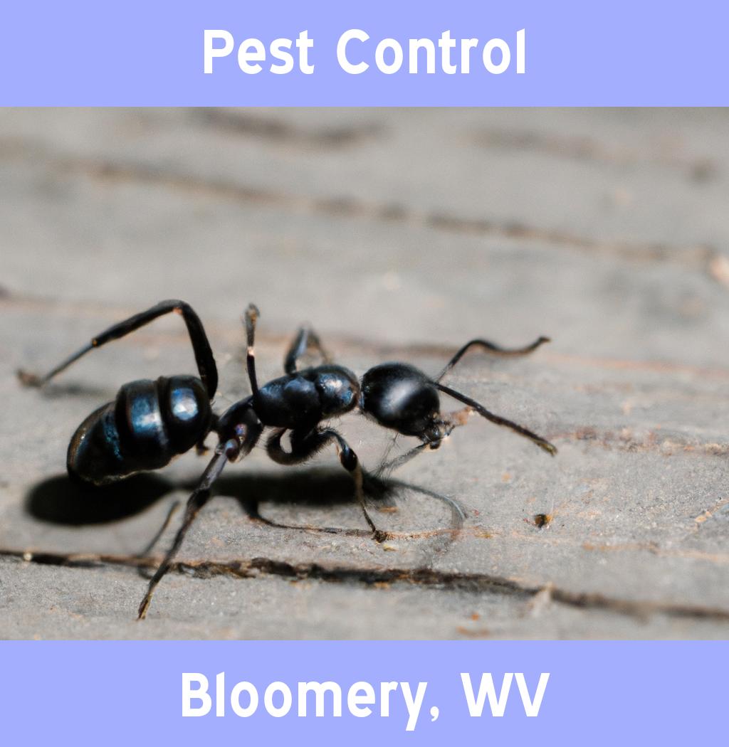 pest control in Bloomery West Virginia