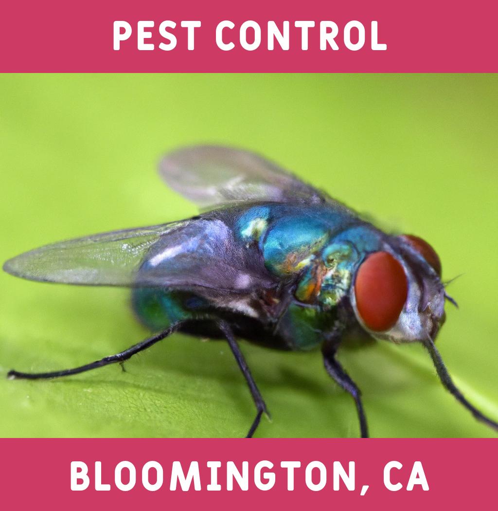 pest control in Bloomington California