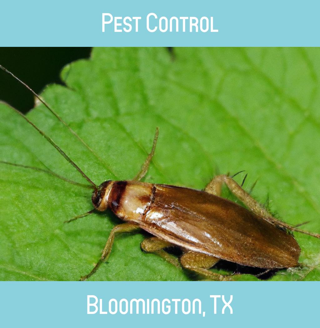 pest control in Bloomington Texas