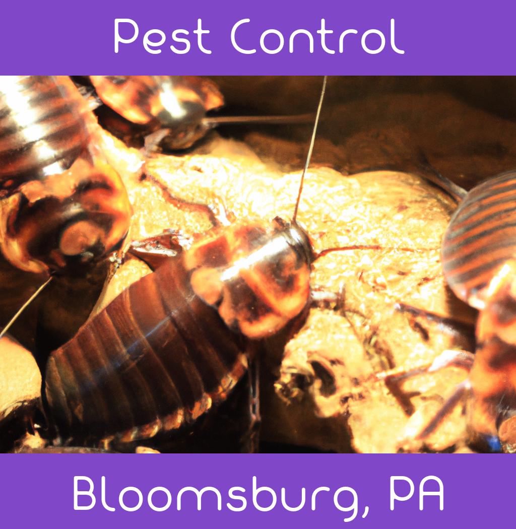 pest control in Bloomsburg Pennsylvania