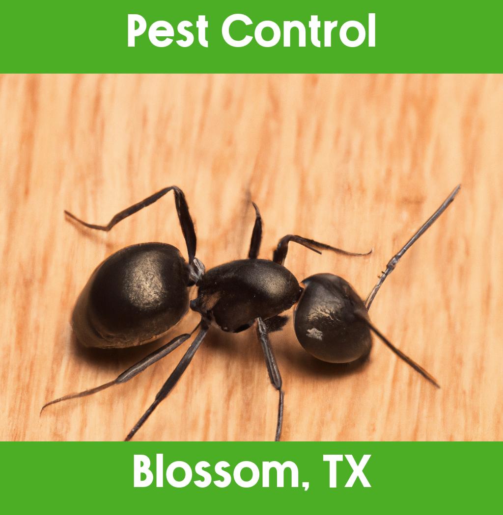 pest control in Blossom Texas