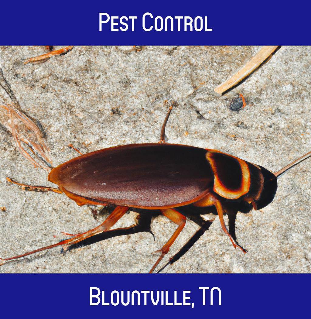 pest control in Blountville Tennessee