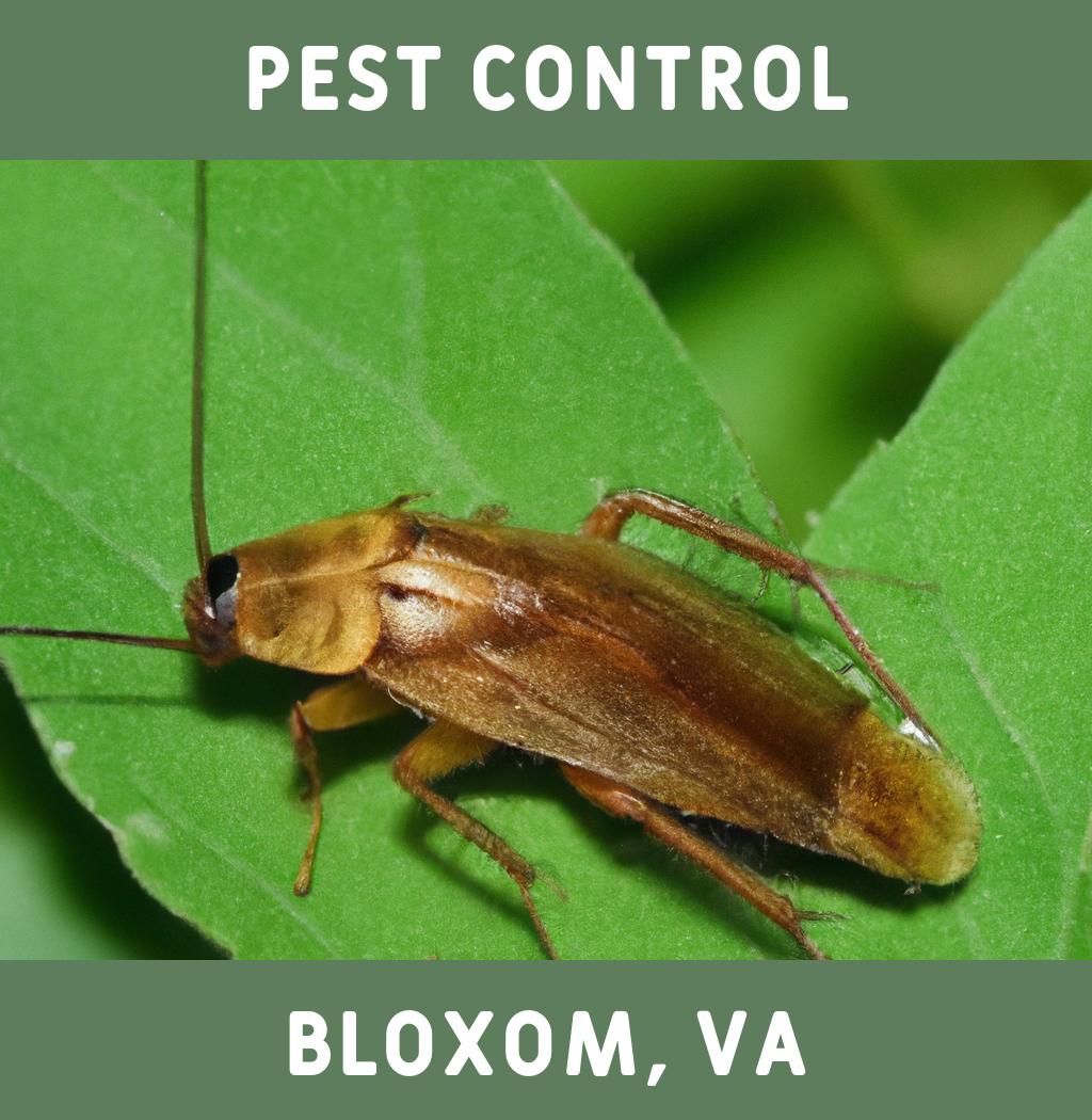 pest control in Bloxom Virginia